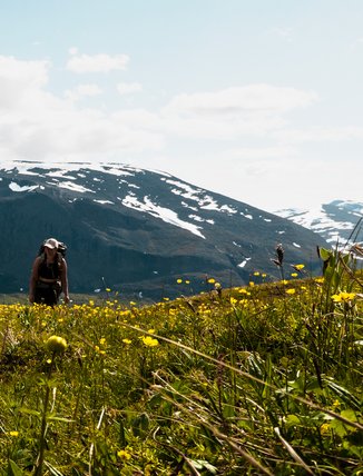 kvinna vandrar bland sm&ouml;rblommor och sn&ouml;t&auml;ckta fj&auml;lltoppar