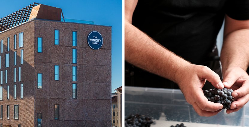 Nu rensas The Winery Hotels första skörd av 10,5 ton druvor. Foto: Anders Fredrikson och Jan Malmström. 