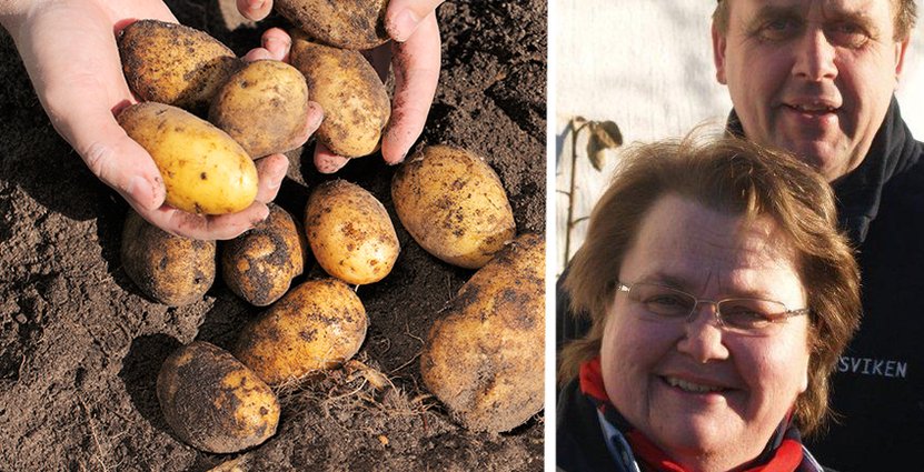 Odlarna Bitte och Bertil Larsson vill lyfta kunskapen kring potatisen. 