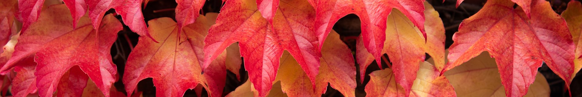 Röda höstlöv