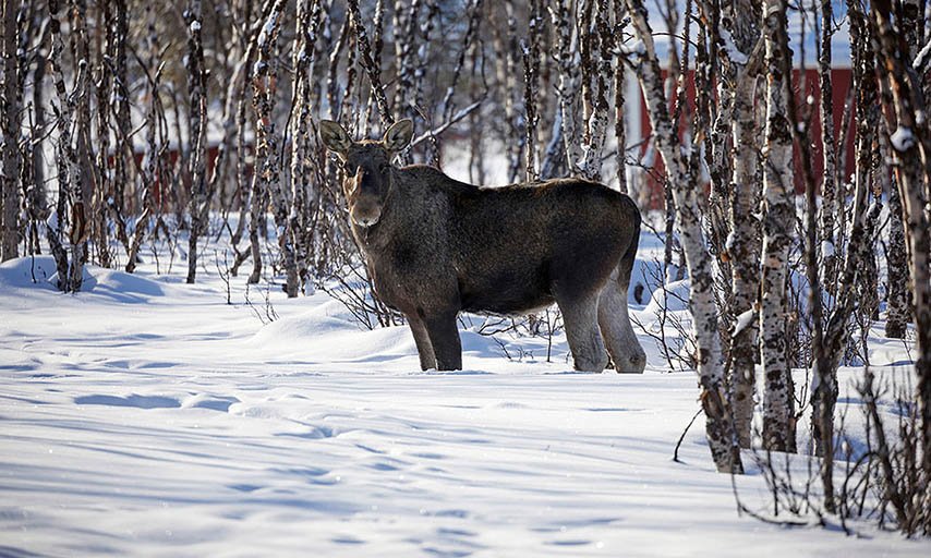 Älg i Kiruna