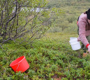 Naturens skafferi och samisk middag med Scandinavian Photadventures i Kiruna