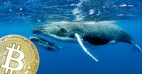 New data reveals: Number of bitcoin whales is at its highest since 2017 bull market