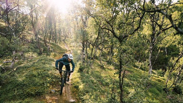 mountainbike bland fjällbjörkar