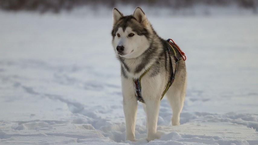 Husky dreams fikatur