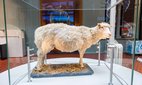 Dolly The Sheep The First Cloned Mammal Exhibit At The National Museum of Edinburgh. Credit: Norman Pogson / Alamy Stock Photo.