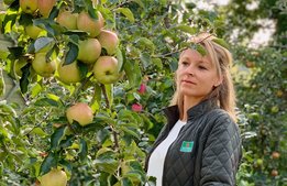 Kiviks Äppelmarknad blir äppelveckor
