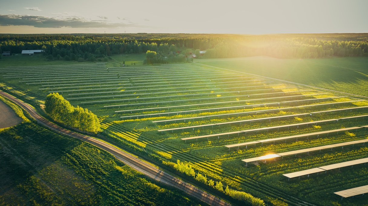 Solparken i Hova i kv&auml;llssol, med raps mellan panelraderna