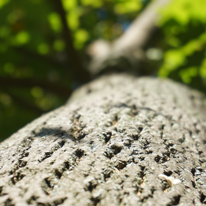 Personalen investerar i gammelskog!