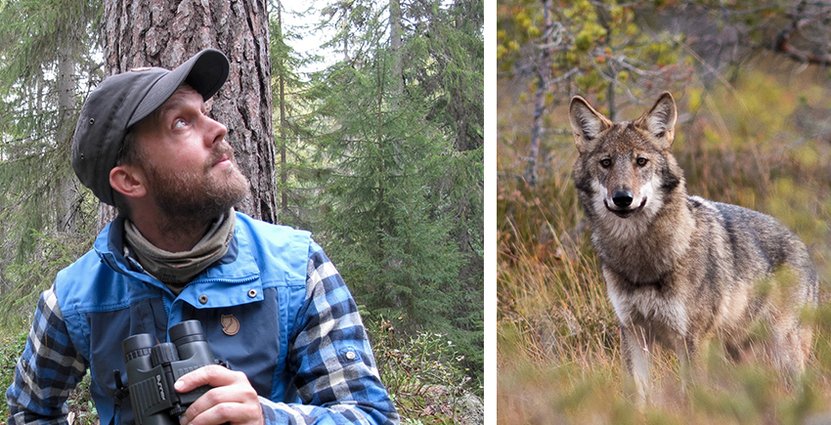 När Wild Sweden får fler bokningar, främjar det även andra<br />
 företag i besöksnäringen, säger Marcus Eldh. Foto: Jan Nordström