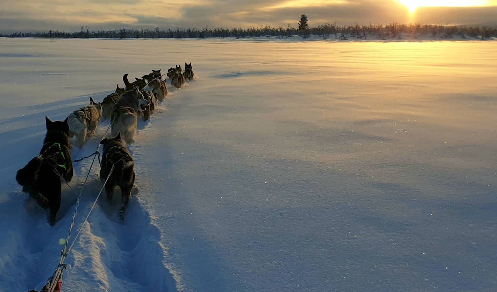 Husky dreams fikatur