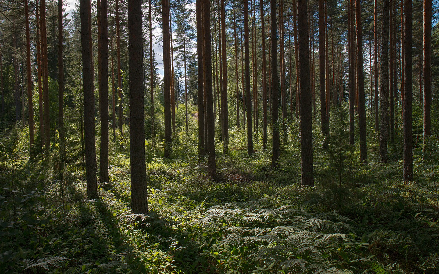 Skärgårdsskogen