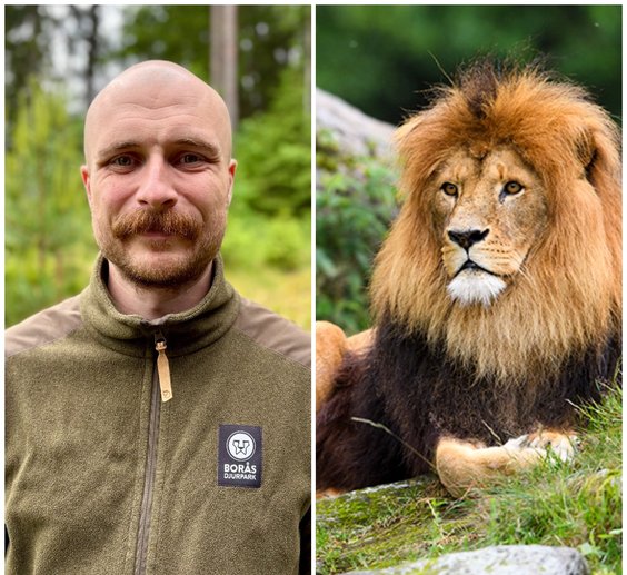Dannebacken Service städar på Borås Djurpark