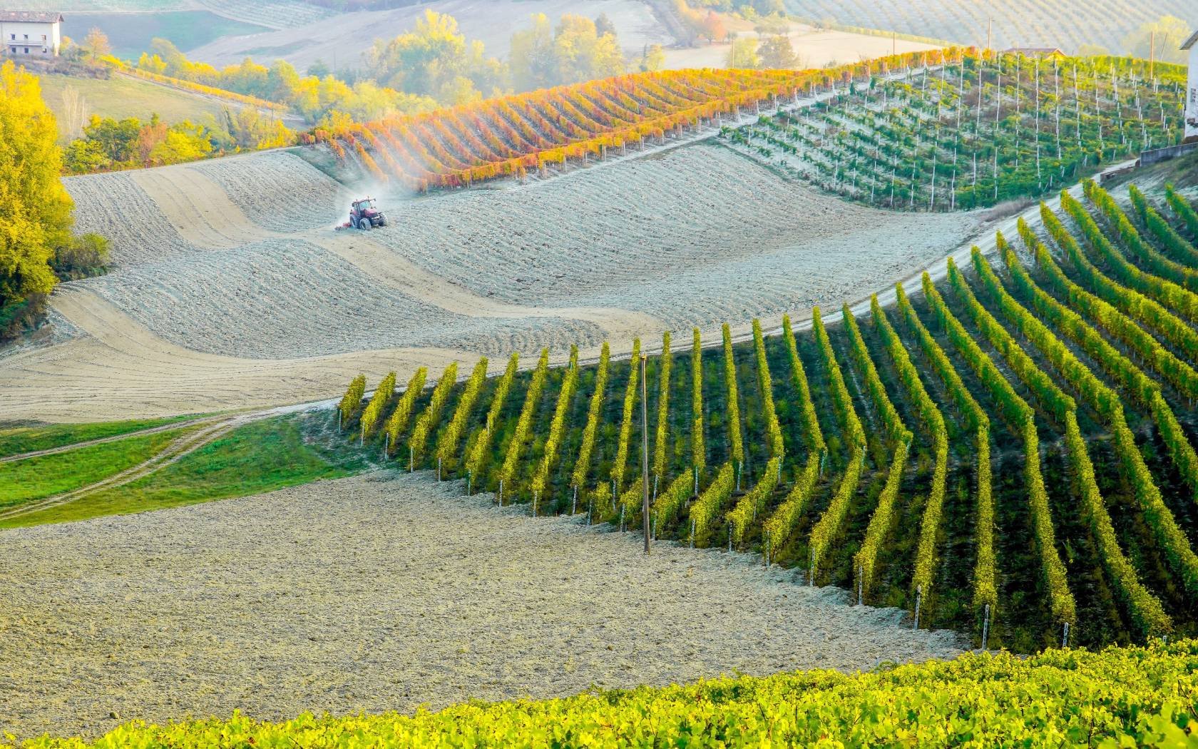 A picturesque vinyard in Piemonte Langhe-Roero.