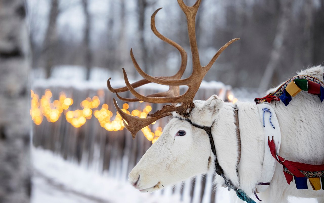 Visit Arkadia reindeer farm from Kukkolaforsen