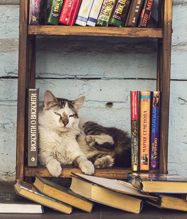 Mjau! Här är 5 av litteraturens mest minnesvärda katter