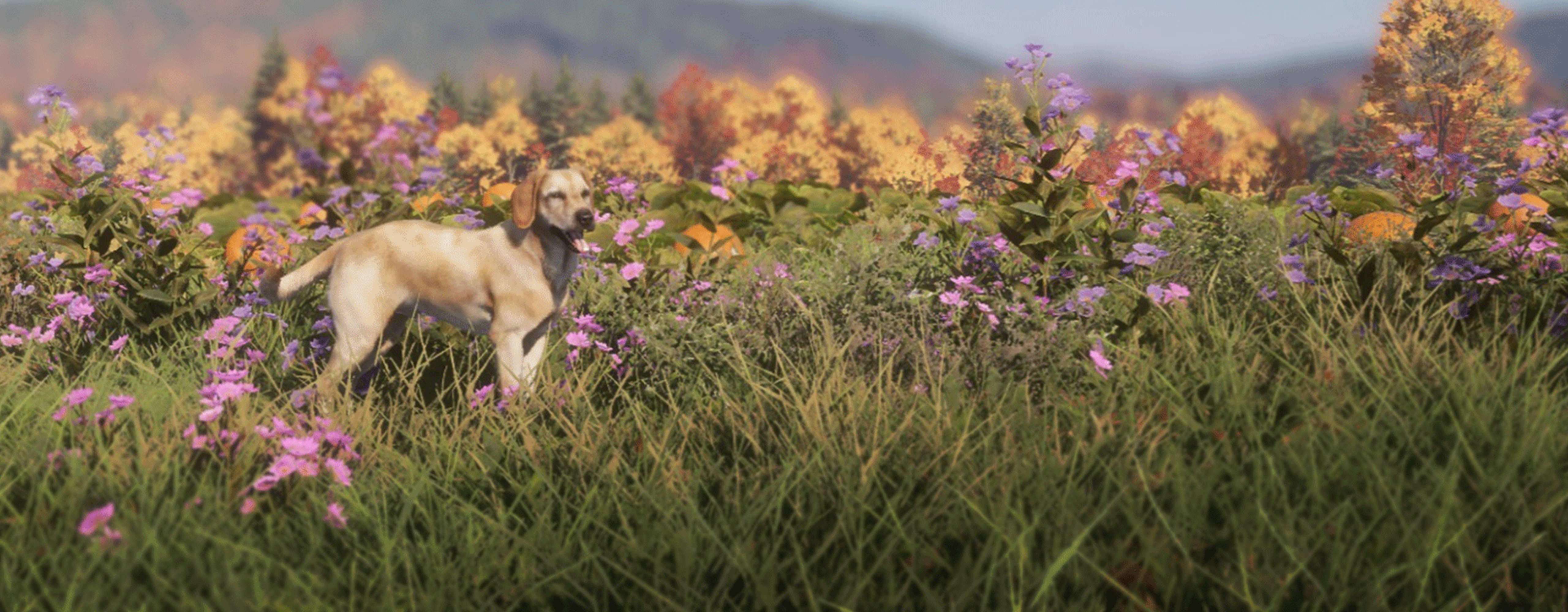 Labrador Retriever with the yellow fur variety standing in a field of flowers.
