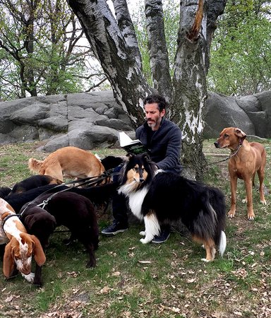 En författare, 10 hundar