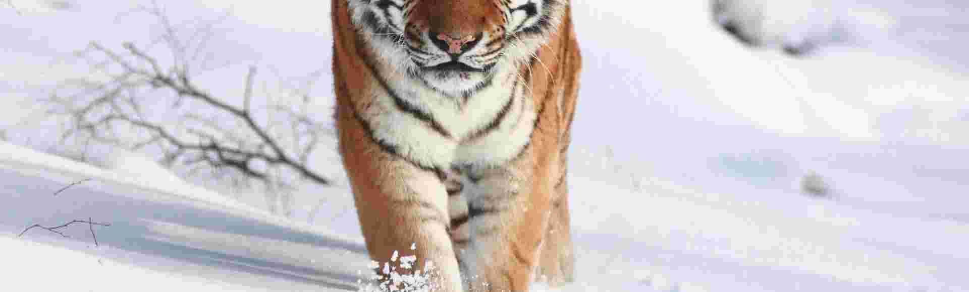 The Amur tiger.