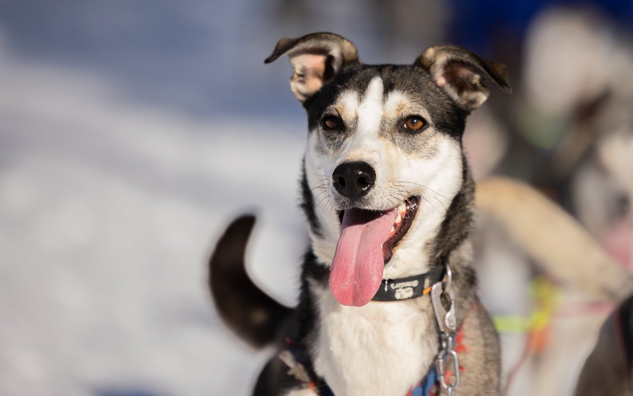 Meet the huskies from Kukkolaforsen