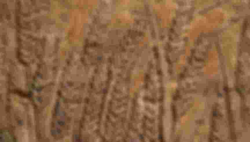 A relief depicting ears of grain from the reign of Akhenaten, c1353-1336 BC. Credit: Lanmas / Alamy Stock Photo.