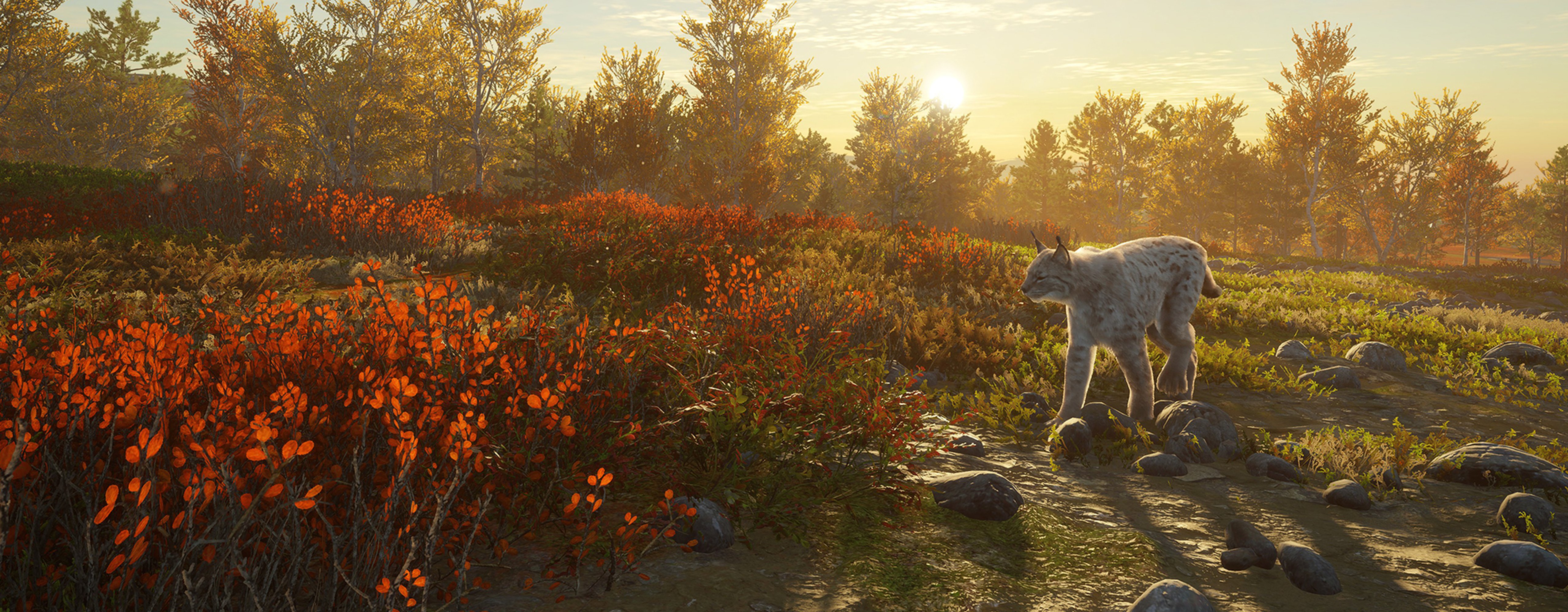 A picture of a Lynx at sunset on Revontuli Coast, used for Call of the Wild's July 15 Community Updates.