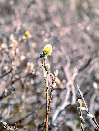 Lapland willow that has started to flower
