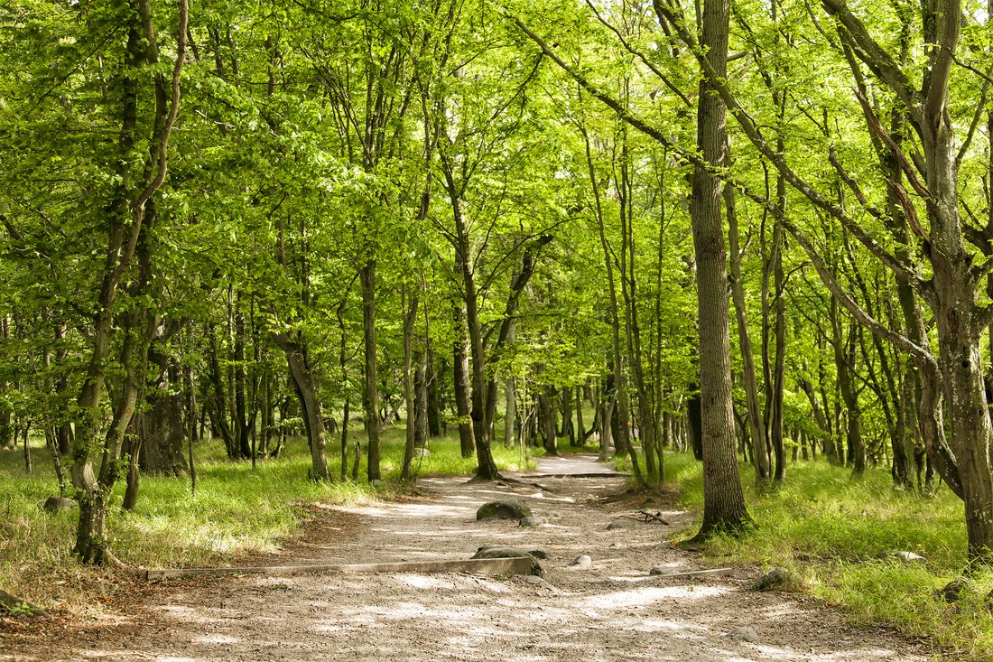 Succéförfattarens guide till Österlen