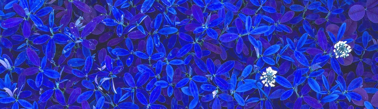 Blå blommor