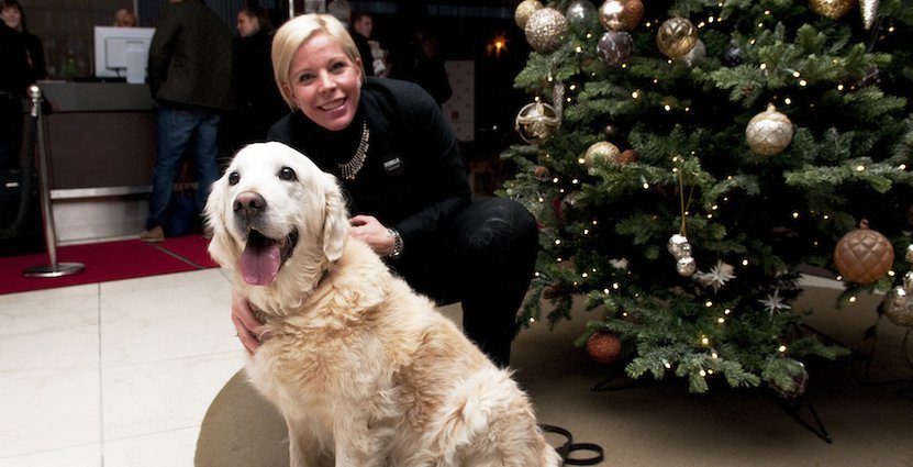 En golden retriever blir ompysslad av VD:n Pernilla Johansson i väntan på att firandet ska börja. 