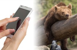 Kolmården knyter ihop verksamheten med ny app