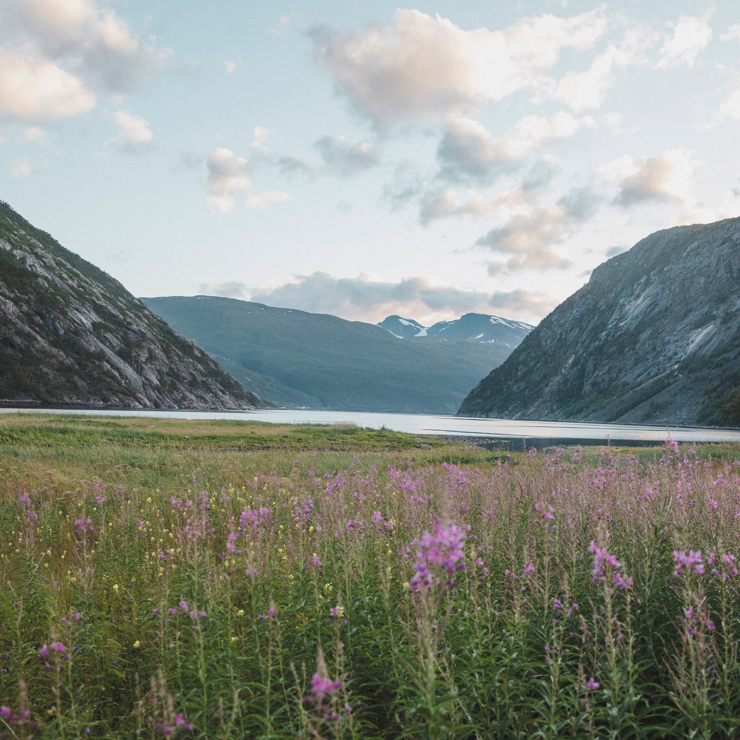 en sommarvacker dal och fj&auml;llsj&ouml; omgiven av berg med blommande rallarrosor i f&ouml;rgrunden