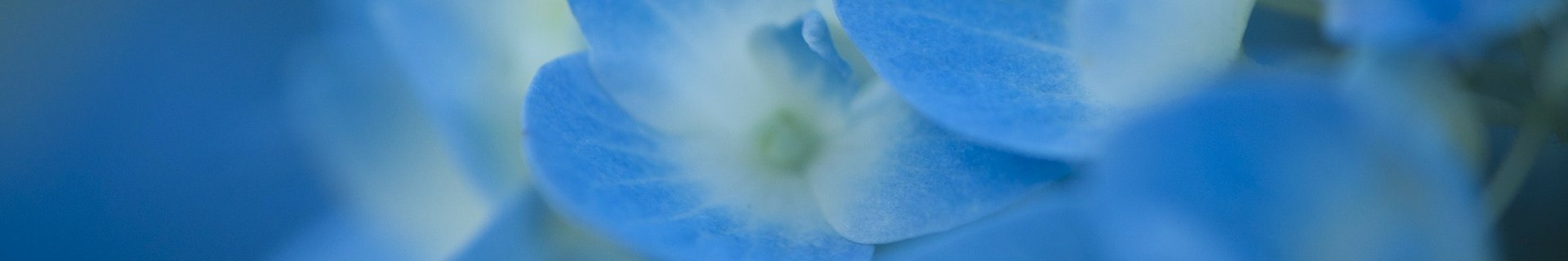Närbild på blå hortensia