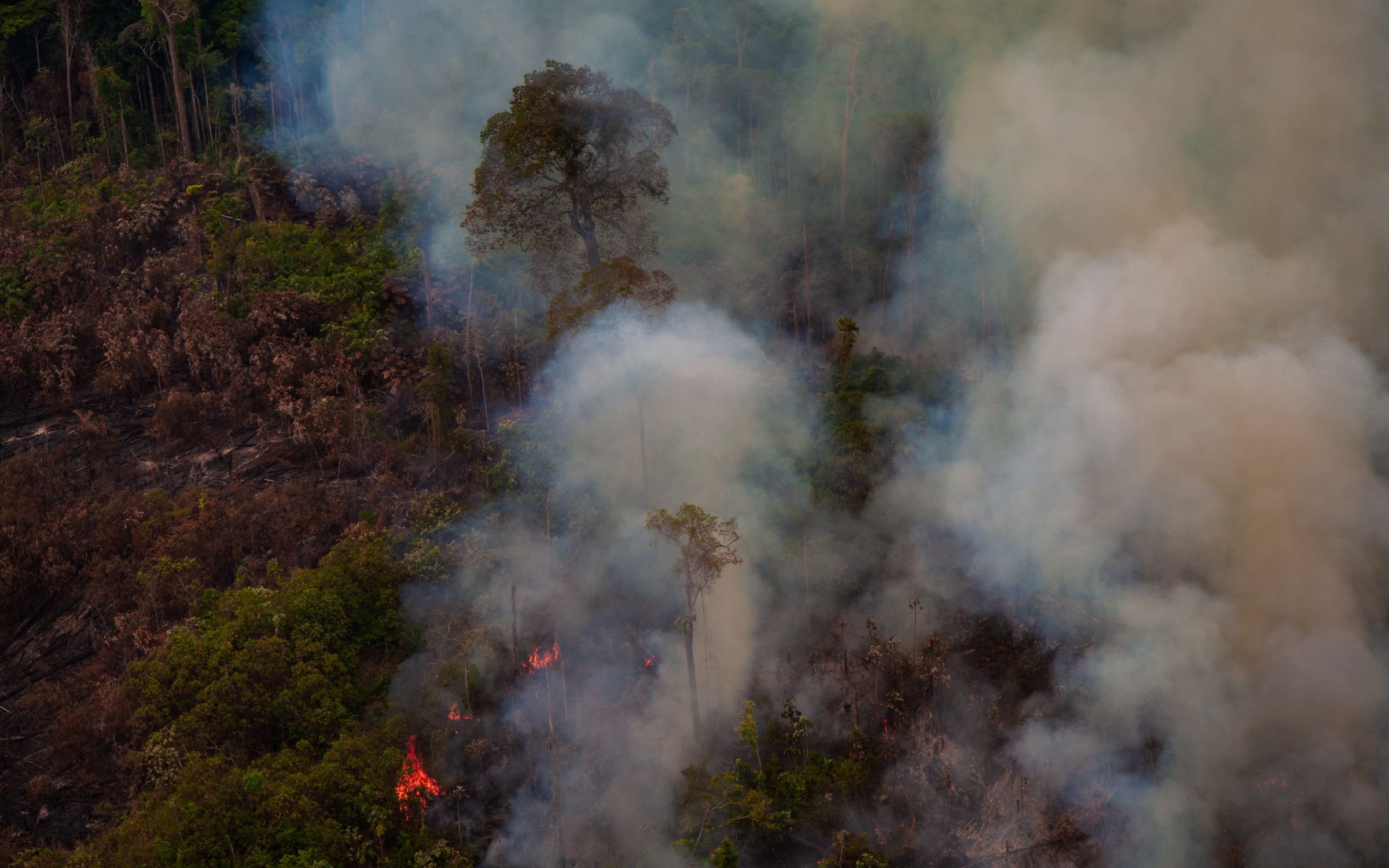 Recent burned and deforested area within Jamanxim National Forest. Amazon Rainforest - Pará / Brazil