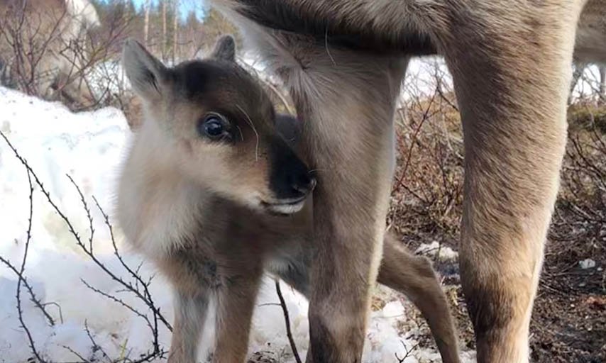 Renkalv hos Go to Lapland