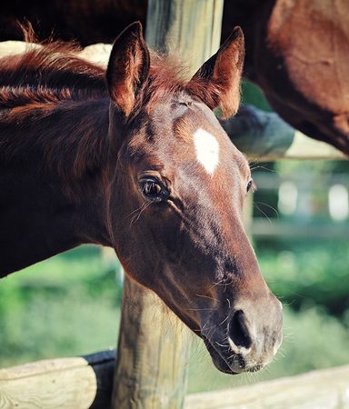 Alla Star Stable böckerna i ordning