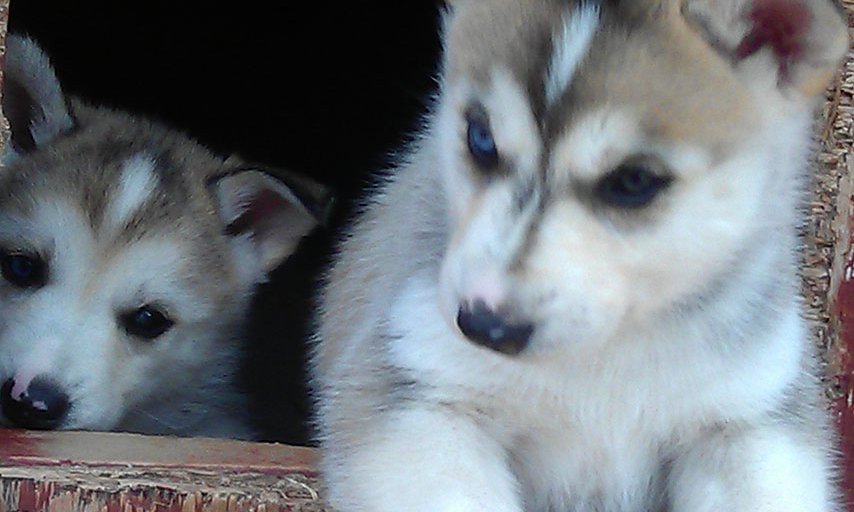 Arctic Dogsled Adventure coffee tour