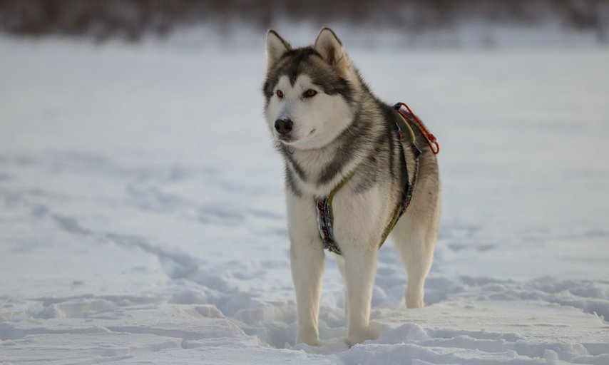 Husky dreams fikatur