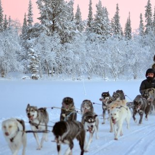 Snowdog Sunrise zen husky tour