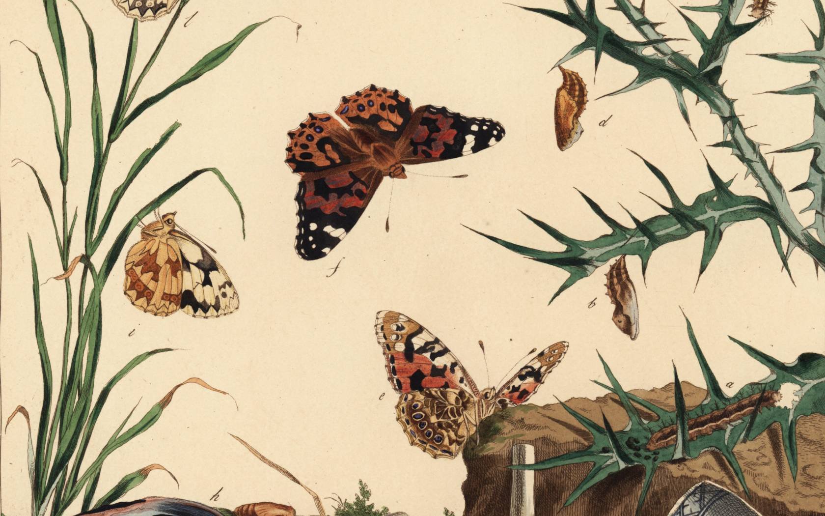 The Aurelian; a Natural History of English Moths and Butterflies, published by Henry Bohn, London, 1840.