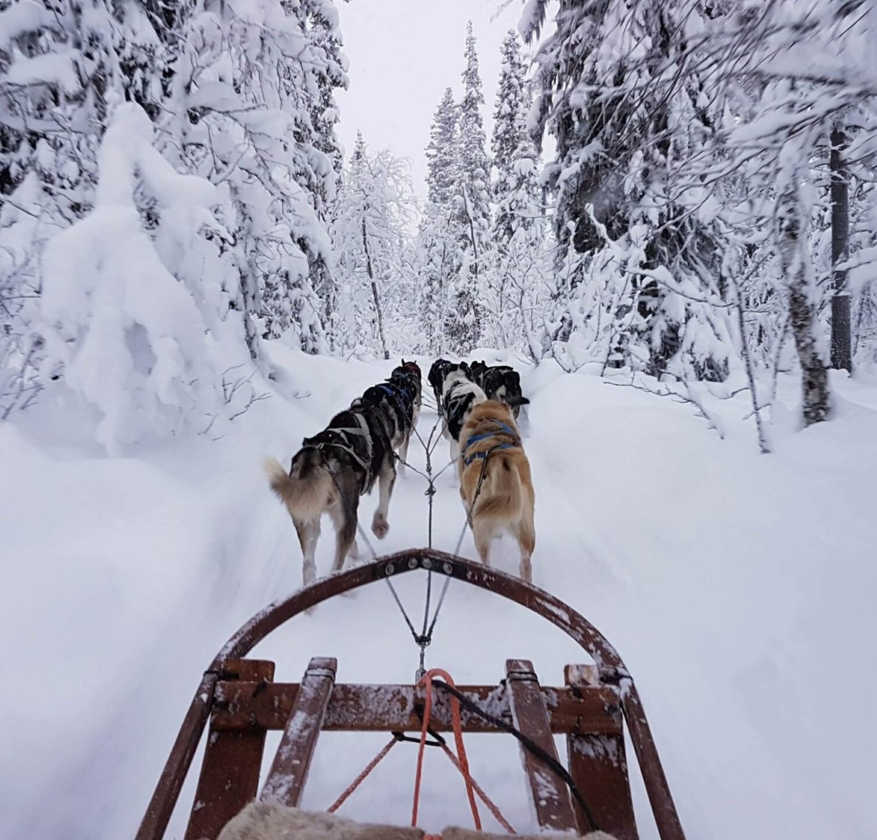 Arctic Dogsled Adventure coffee tour